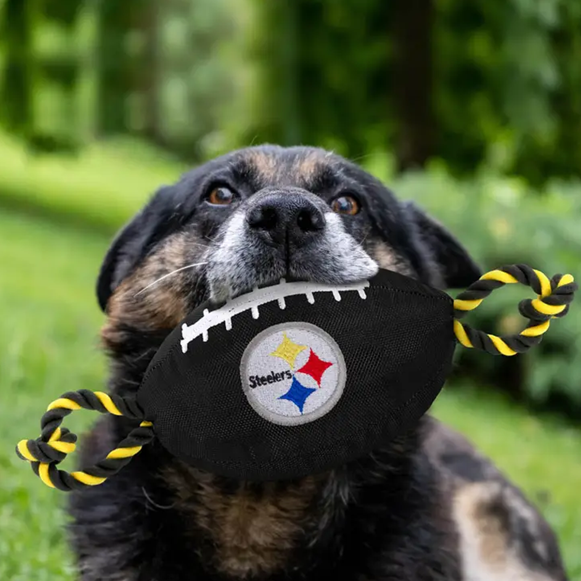 steelers dog accessories