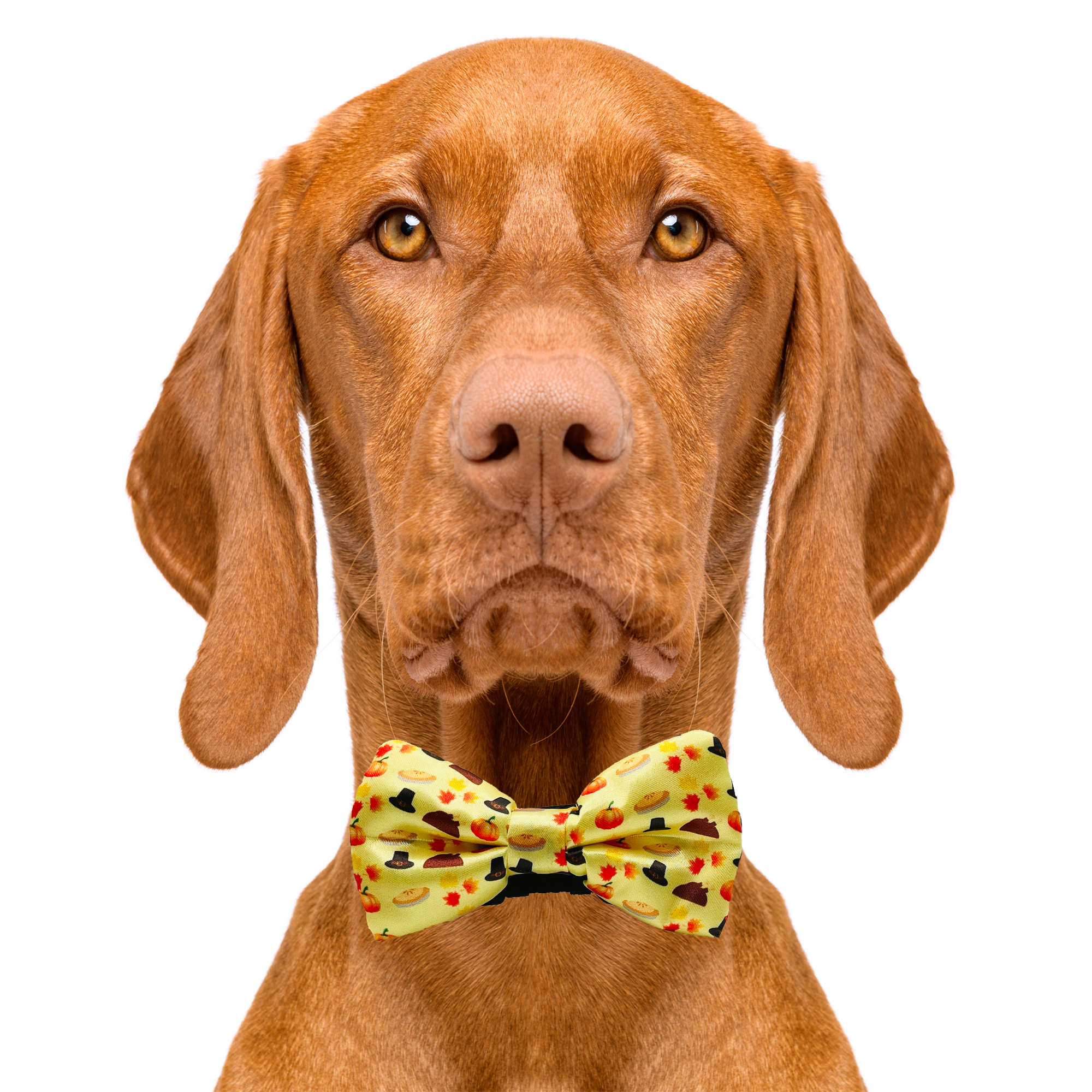 Thanksgiving Dog Bow Tie Cutieties